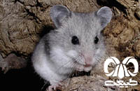 گونه همستر خاکستری Grey Dwarf Hamster